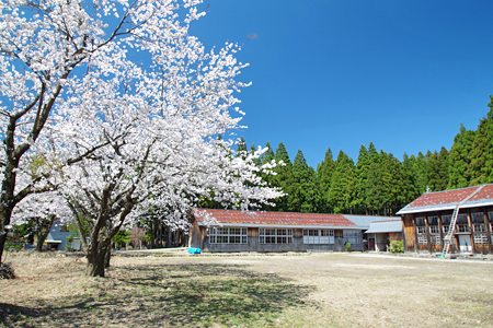桜と校舎